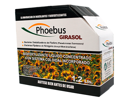 PHOEBUS GIRASOL
